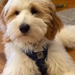 Goldendoodles from Bellehurst Goldendoodles