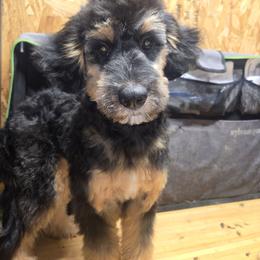Jade - Black tri-color female Aussiedoodle puppy in Dolan Springs, Arizona from High Desert Companions