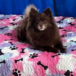 Truffles - Pomeranian