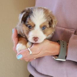 Sage - Red merle male Toy Australian Shepherd puppy in Albia, Iowa from J Bar M Toy and Mini Aussies