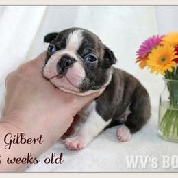Gilbert - Black and white male Boston Terrier puppy in North Central, Vermont from Windy Valley’s Bostons