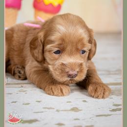 Marion - Red female Cockapoo puppy in Connersville, Indiana from Deaz Doodle Ranch