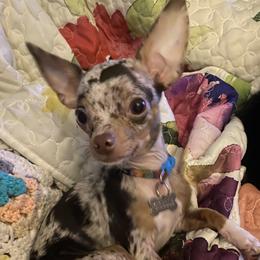 Giselle - Chihuahua