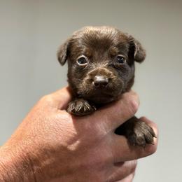 Puffin - Chocolate female Labrador Retriever puppy in Isle, Minnesota from Dog Ear Outfitters