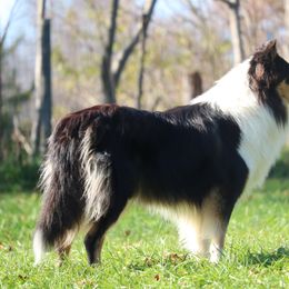 Collies from Wellsmere Collies
