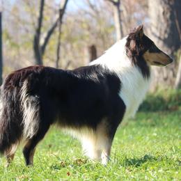Collies from Wellsmere Collies