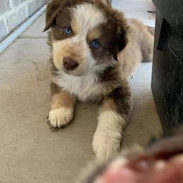 Australian Shepherd, Miniature American Shepherd, Miniature Australian Shepherd, and Toy Australian Shepherd Puppies from Painted Blue Aussies