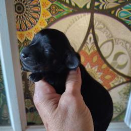 Girl 2 - Black and tan female Dachshund puppy in Clayton, Indiana from Love Struck Miniature Dachshunds