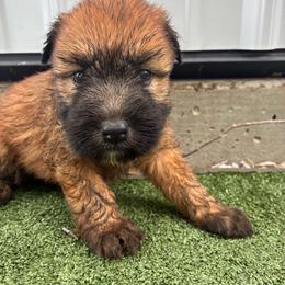 Gus - Wheaten male Soft Coated Wheaten Terrier puppy in Nokomis, Illinois from Windhill Wheatens