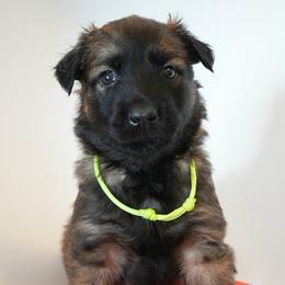 Drogo - Fawn male Belgian Malinois puppy in Baltimore, Maryland from Abenteurer German Shepherds & Belgian Malinois