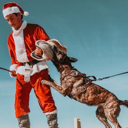 Rosalita - Dutch Shepherd