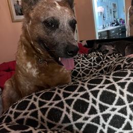 Peaches - Australian Cattle Dog