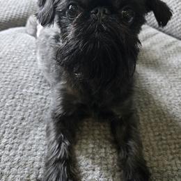 Remi - Brussels Griffon