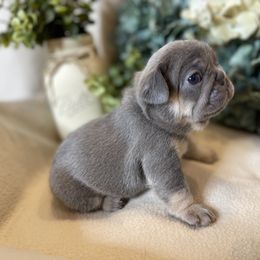 French Bulldog Puppies from Cuddlebug Frenchies