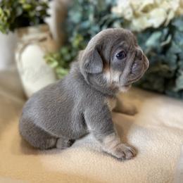 French Bulldog Puppies from Cuddlebug Frenchies