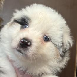 Miniature American Shepherd Puppies from Malachi Kennels