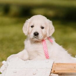 Golden Retriever Puppies from MC Goldens