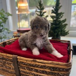 Lucy - White and red merle female Bordoodle puppy in Valley Center, California from Circle R Valley Bordoodls