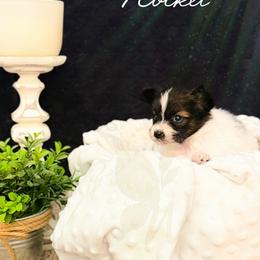Rocket - White and sable male Papillon puppy in Coatesville, Indiana from Wendy’s Wings