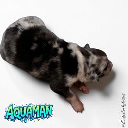 AQUAMAN-Blue Merle Male - Blue merle male Australian Shepherd puppy in Gainesville, Texas from Lady Luck Aussies