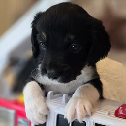 Elvis - Black male Double Doodle puppy in Prescott Valley, Arizona from Ramirez Family Doodles