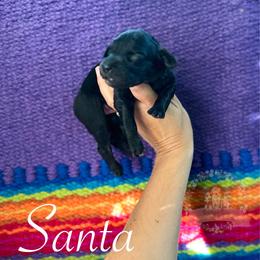 Santa - Black phantom male Aussiedoodle puppy in Corydon, Indiana from Ridgeline Doodles