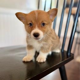 Emma - Red female Pembroke Welsh Corgi puppy in Payson, Utah from Spring Creek Aussies + Corgis