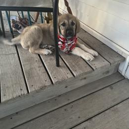 Anatolian Shepherd Dog Puppies from Mcginnis Guardian Dogs