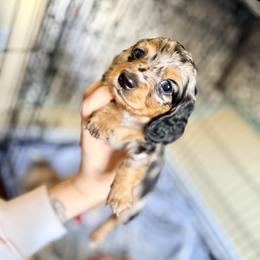 Dachshund Puppies from Triple S Dachshunds