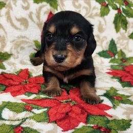 Maple - Black and tan female Dachshund puppy in Anaconda, Montana from Williams Family Dachshunds