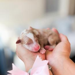 Jingle-Christmas Litter - Brown and white female Bernedoodle puppy in Ontario, California from Teddy Doodles & Standard Poodles