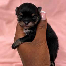 Mistletoe - Black male Pomeranian puppy in Hampton, Virginia from Hearts Of Love