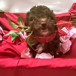 Maltipoo Puppies from Cupcake Cuties