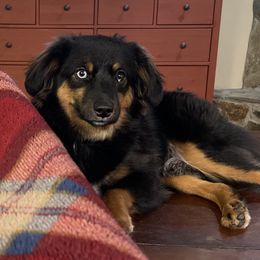 Australian Shepherds, Miniature American Shepherds, and Miniature Australian Shepherds from Cypress Grove Aussie