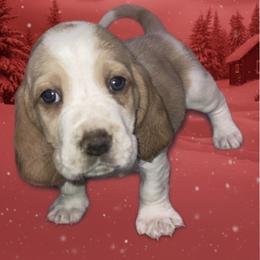 Red Collar - Red and white male Basset Hound puppy in Callao, Virginia from Walk The Line Basset Hounds