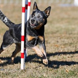 Australian Cattle Dog All Grown Up from Wiser Australian Cattle Dogs