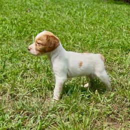 Remington - Orange roan male Brittany puppy in Stillwater, Oklahoma from Kennel de Fowler
