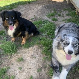 Miniature Australian Shepherd Puppies from Fairfax Aussies