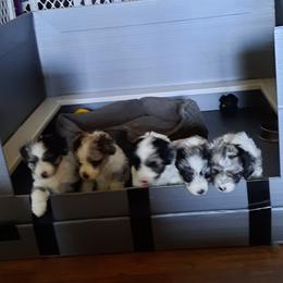 Aussiedoodles, Miniature American Shepherds, and Poodles from Deer Run Farm