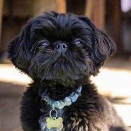 Oliver - Shih Tzu