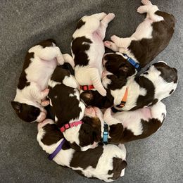 English Springer Spaniel Puppies from Burton English Springer Spaniels