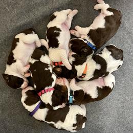 English Springer Spaniel Puppies from Burton English Springer Spaniels