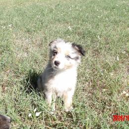 Conway - Blue merle male Miniature Australian Shepherd puppy in Elkhart, Texas from Donaldson Dogz