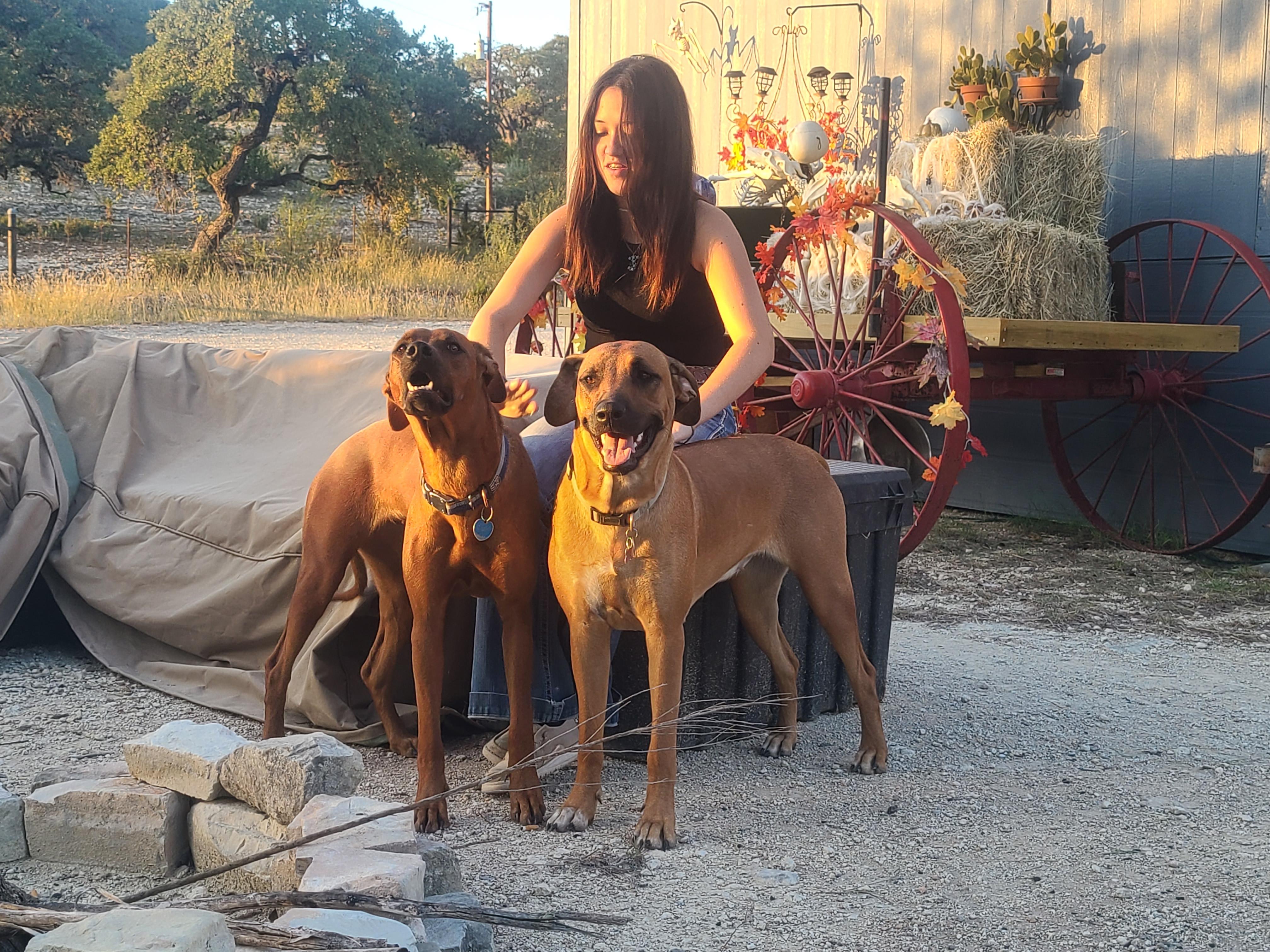 Mafigeni Ridgebacks in Texas | Rhodesian Ridgeback puppies | Good Dog
