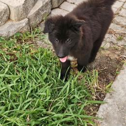 Reaper - Black male Belgian Sheepdog puppy in Virginia Beach, Virginia from Sea Major Belgians