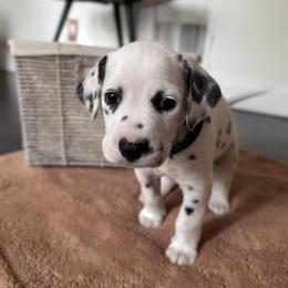 Black - White and black male Dalmatian puppy in Scarsdale, New York from Jewels and Spots Dalmatians