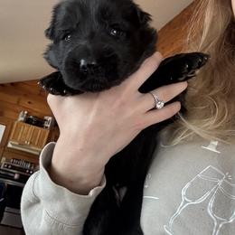 Hira - Black female German Shepherd puppy in Garland, Maine from Vom Schön Traumhund