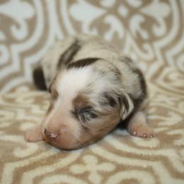 Hazelnut - Red merle female Miniature Australian Shepherd puppy in Licking, Missouri from Burnett Aussies