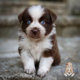 Gumbo - Red & white male Australian Shepherd puppy in Buena Vista, Colorado from Wigglebutts Unlimited