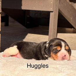 Huggles - Black tan and white female Beagle puppy in Mansfield, Missouri from Rippee Creek Kennel